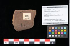 Foto (Objekt + Etikett) von Glyptostrobus europaeus Brongniart (NHMW-GEO-2024-0188-0169)